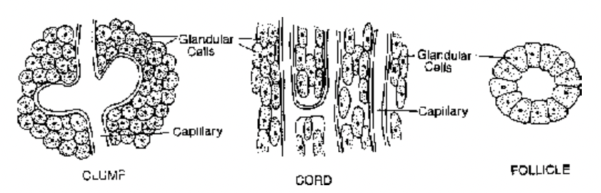Glandular Epithelium